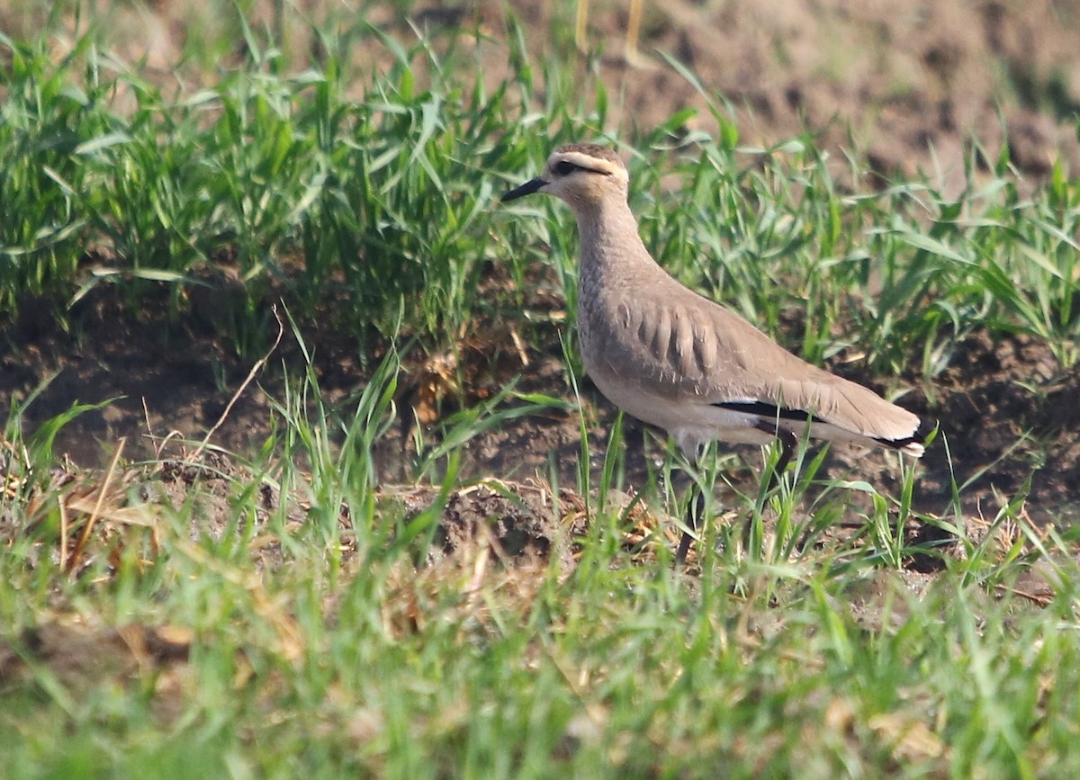 Sociable Lapwing - ML134116261