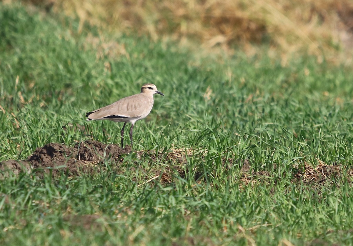 Sociable Lapwing - ML134116291