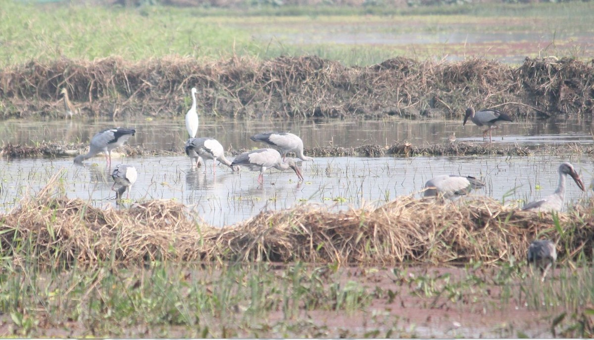 Asian Openbill - ML134117391