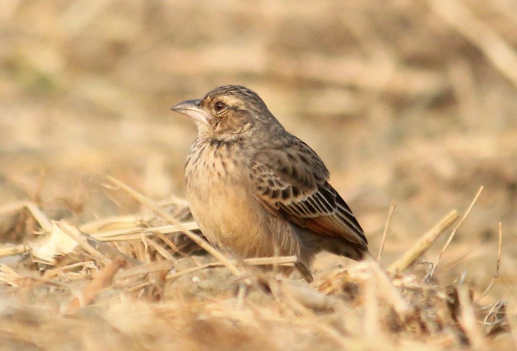 Bengal Bushlark - ML134117941