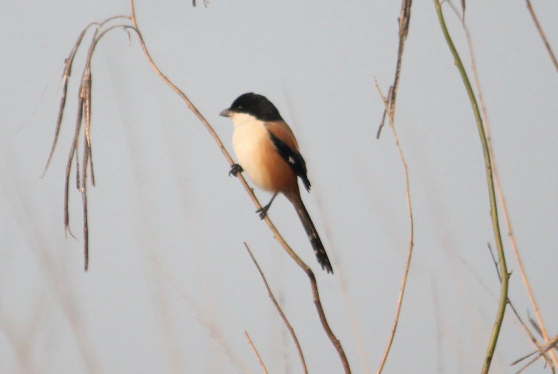 Long-tailed Shrike - ML134118011