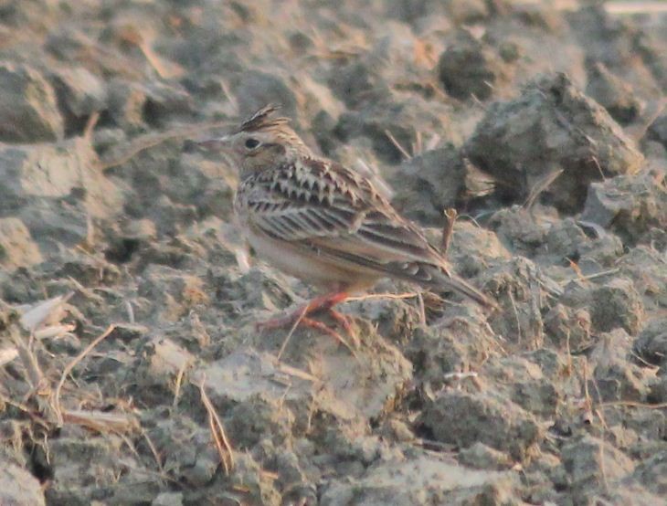 Oriental Skylark - ML134118031