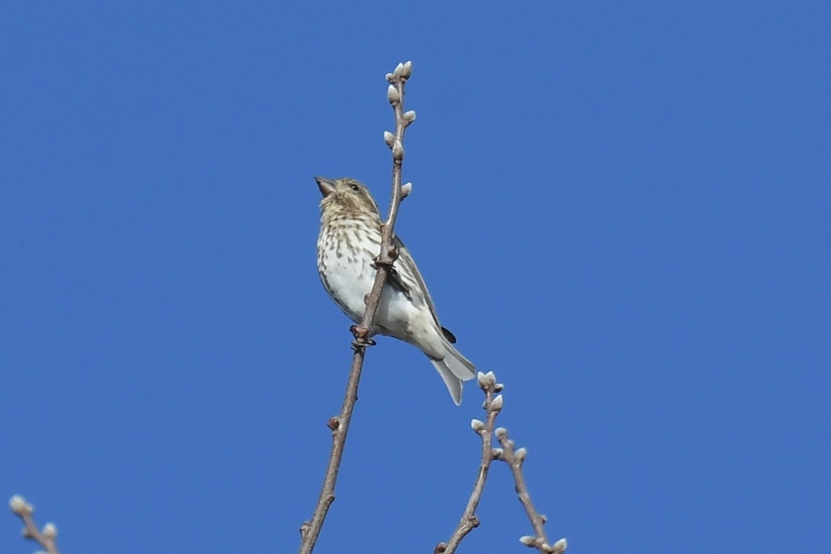 Purple Finch - ML134118161