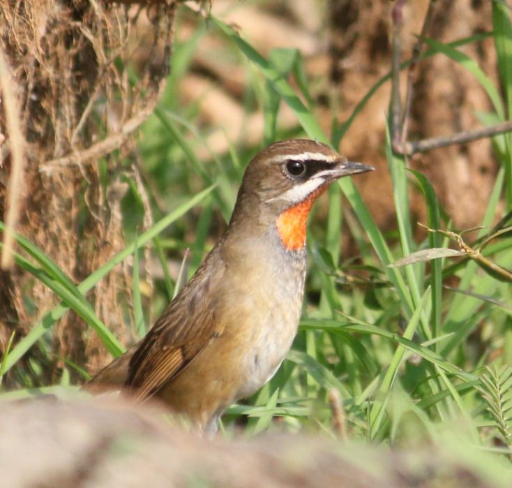 Siberian Rubythroat - ML134118201