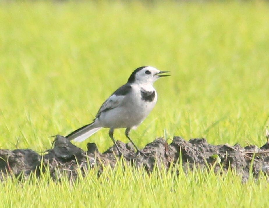 White Wagtail - ML134118471