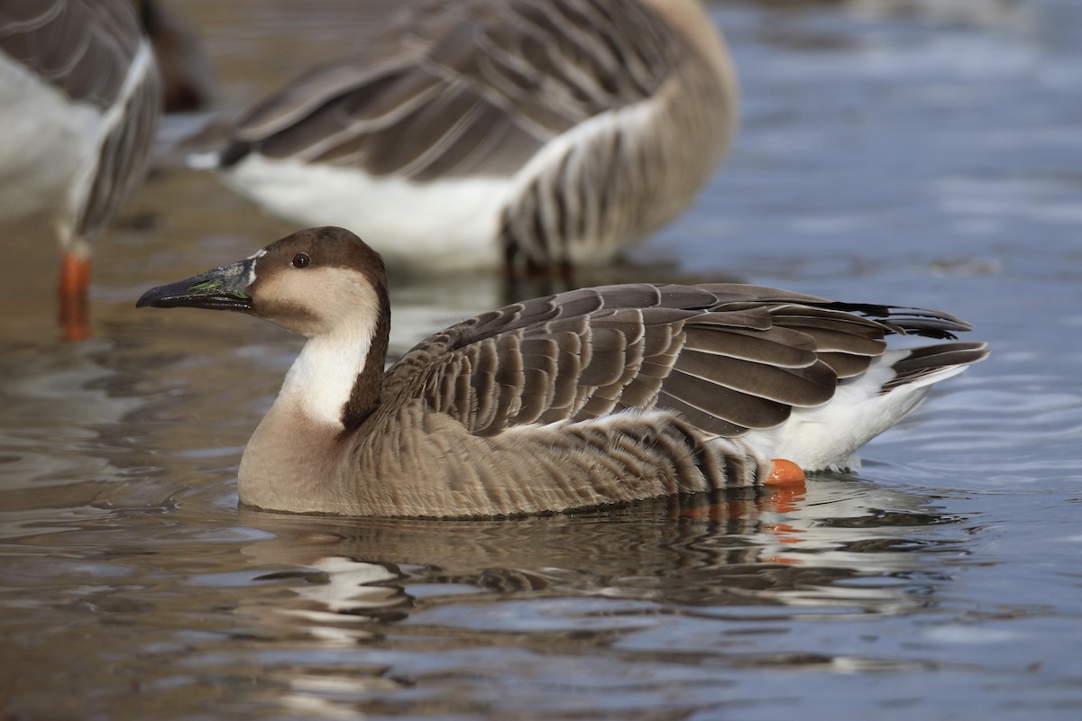 Swan Goose (Domestic type) - ML134118881