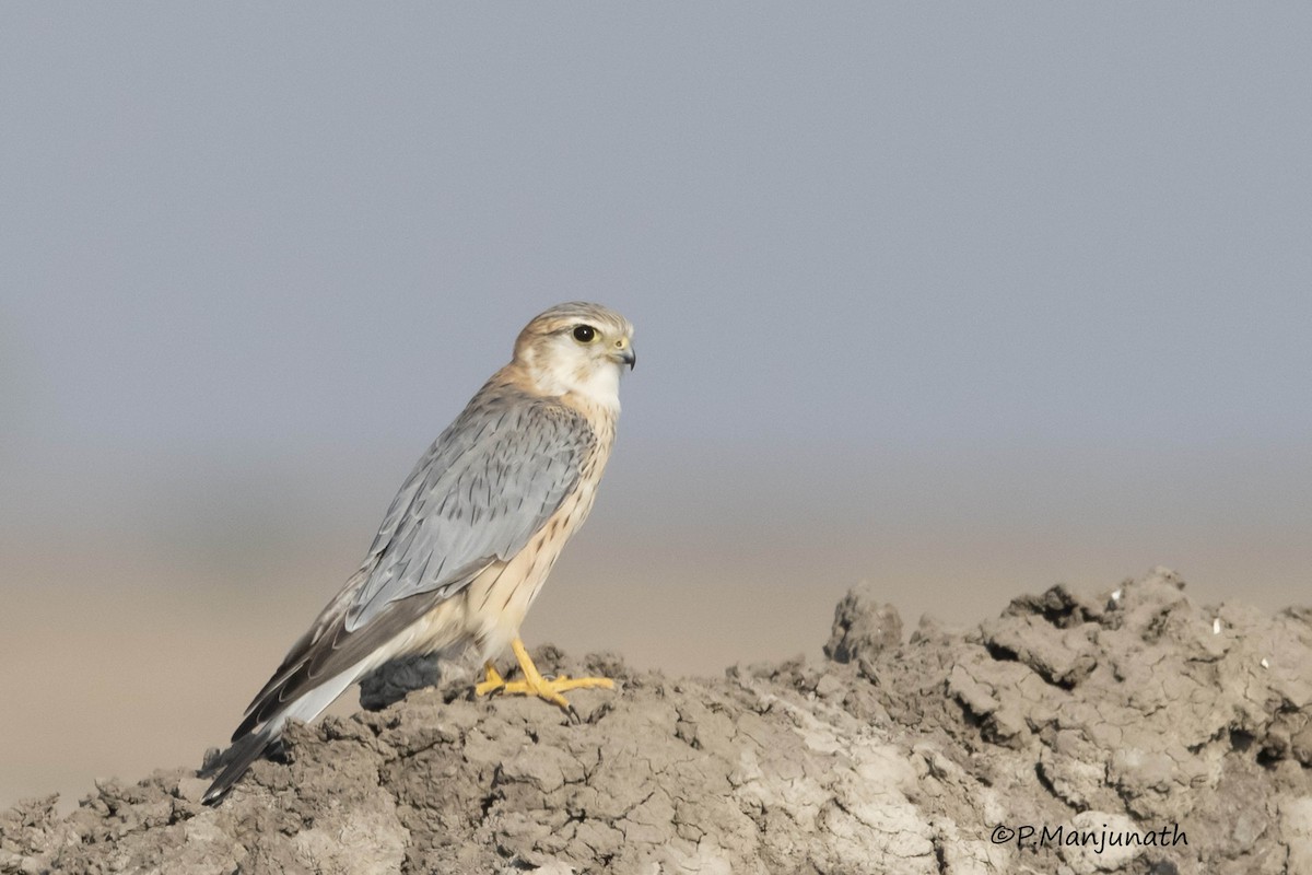 Merlin - Prabhakar Manjunath