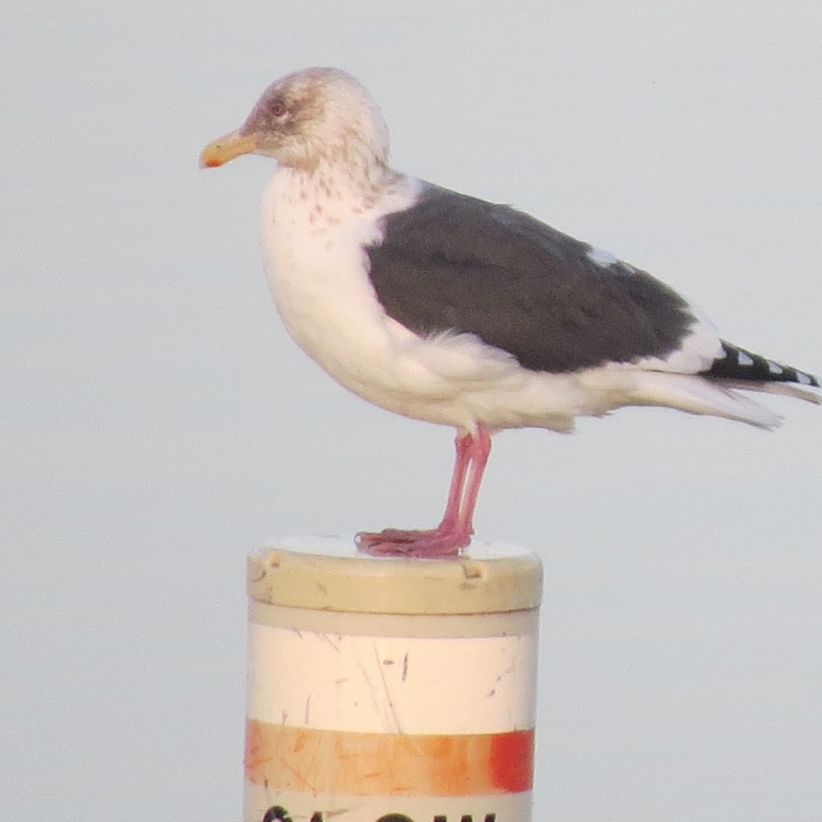 Slaty-backed Gull - ML134119851