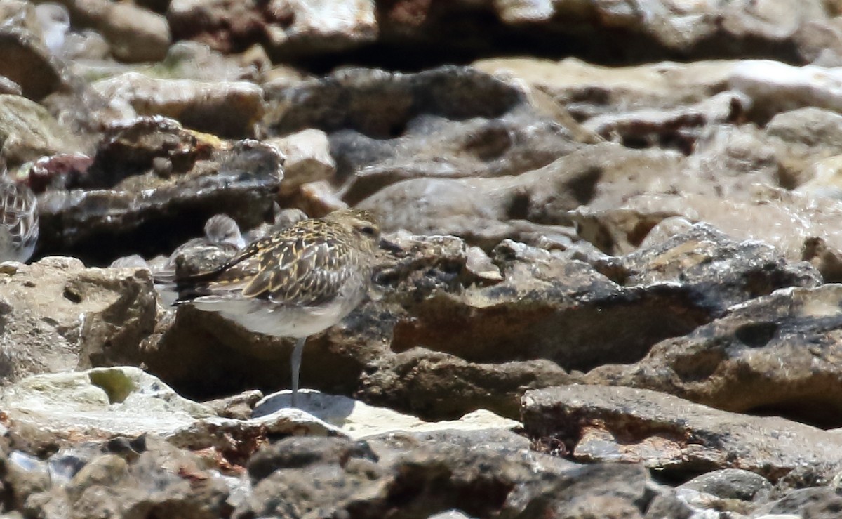 Pacific Golden-Plover - ML134122271