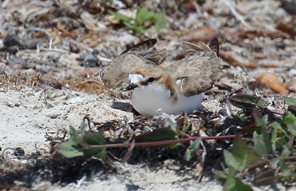 Red-capped Plover - ML134122331