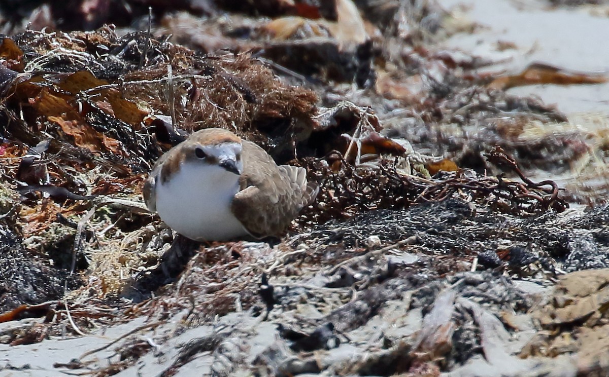 Red-capped Plover - ML134122341