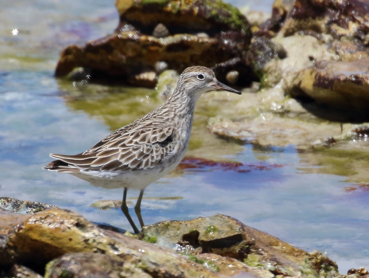 Sharp-tailed Sandpiper - ML134122371