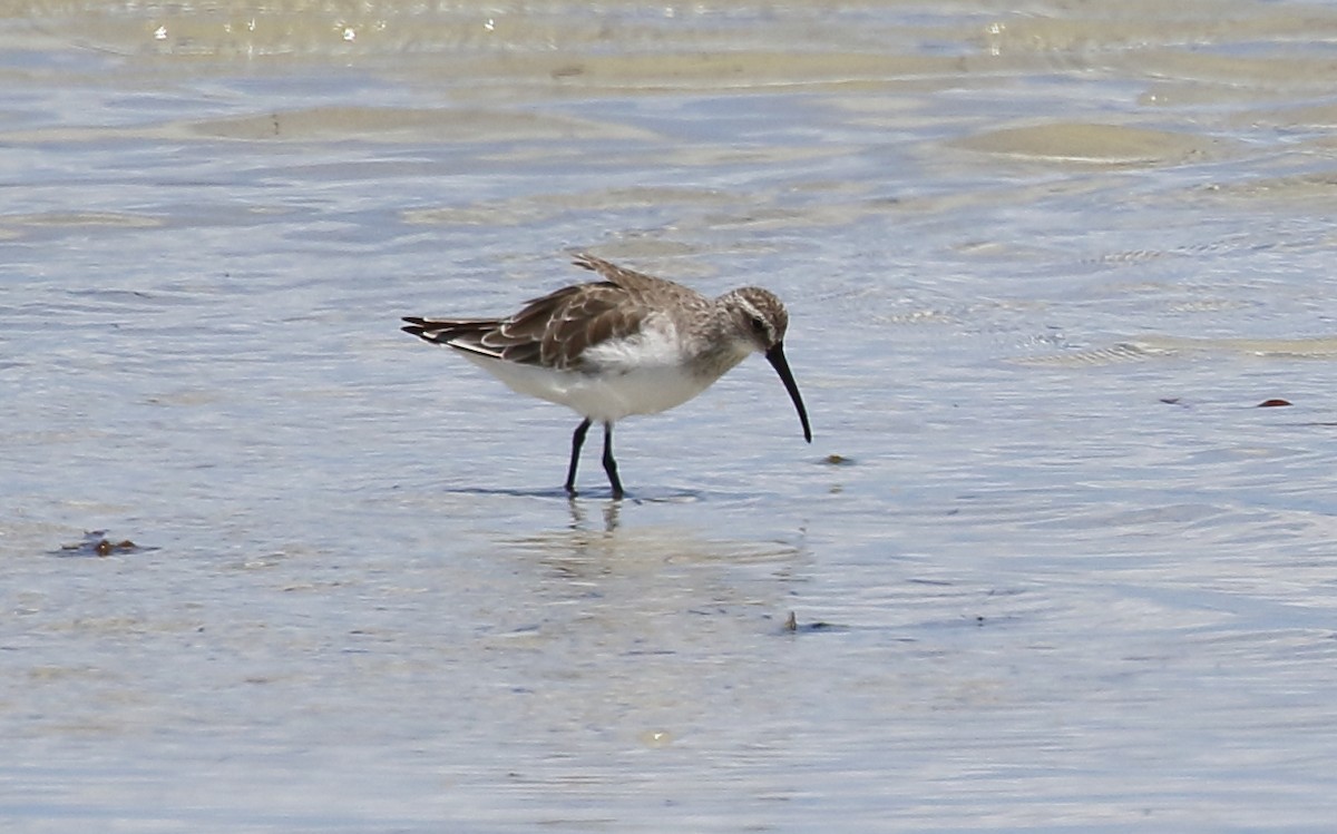 Curlew Sandpiper - ML134122391