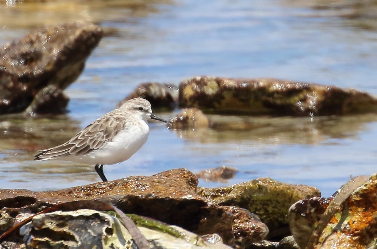 Red-necked Stint - ML134122431