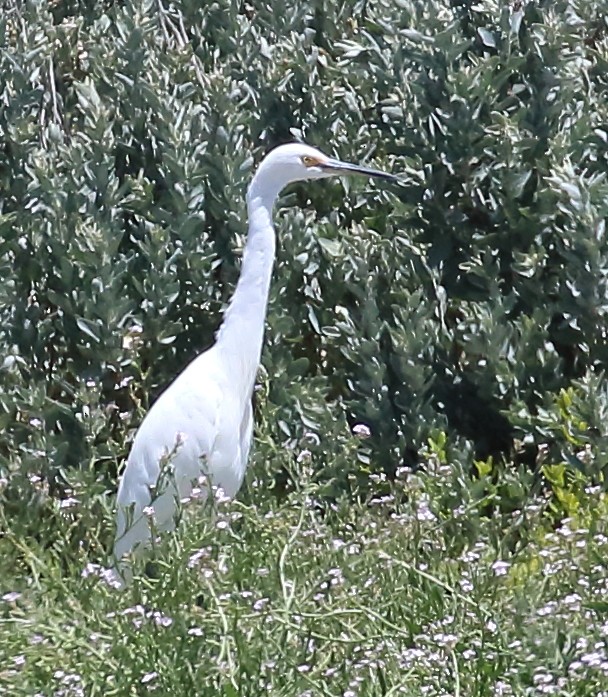 Little Egret - Scott Eaton