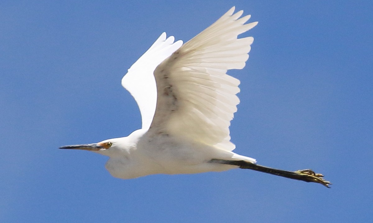 Little Egret - ML134122601