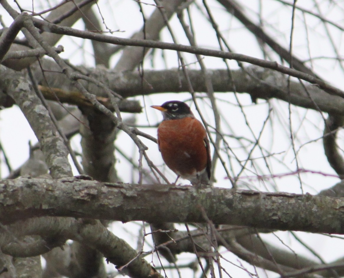 American Robin - Dan Kempf