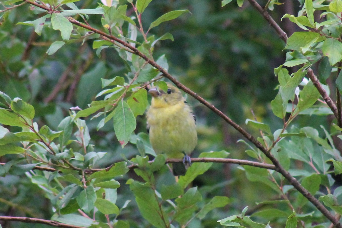 Scarlet Tanager - ML134124011