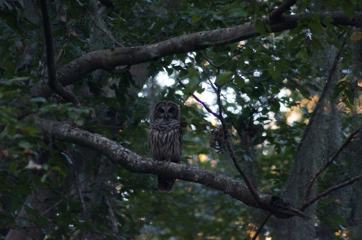 Barred Owl - ML134125711