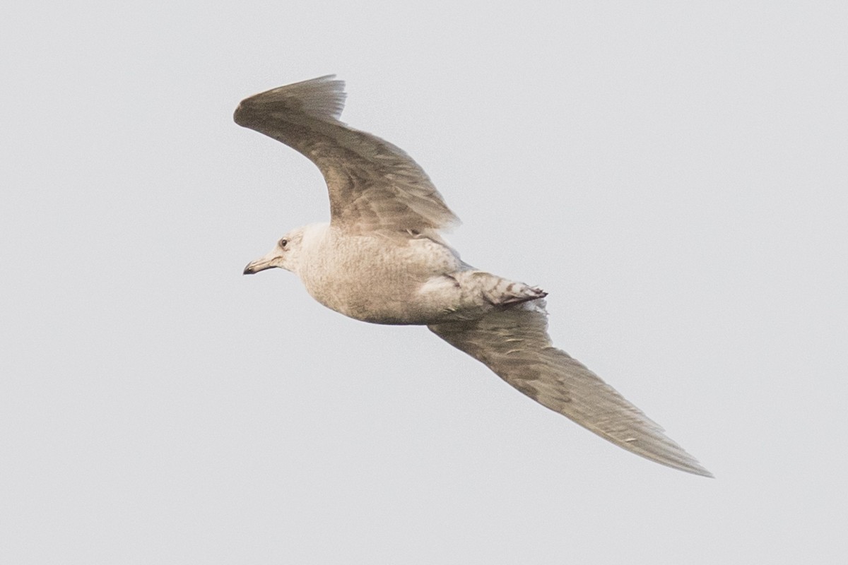Glaucous Gull - ML134128371