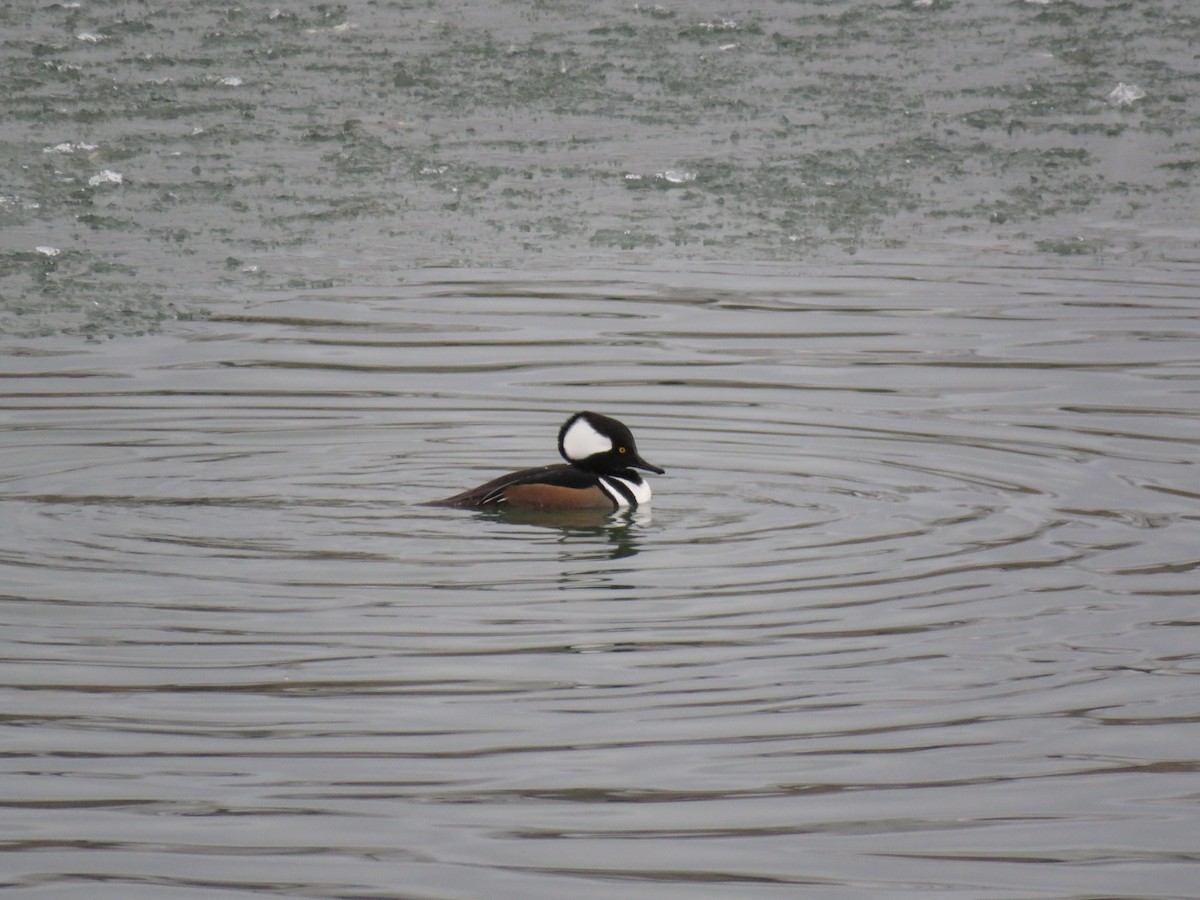 Hooded Merganser - ML134128431