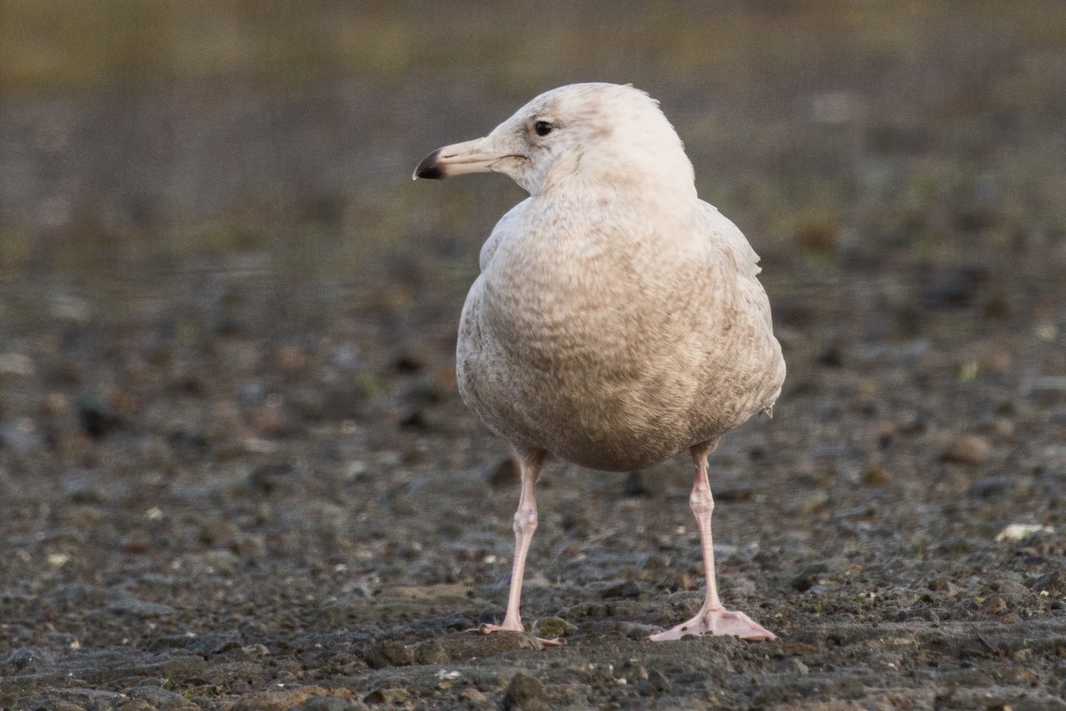 Glaucous Gull - ML134128451