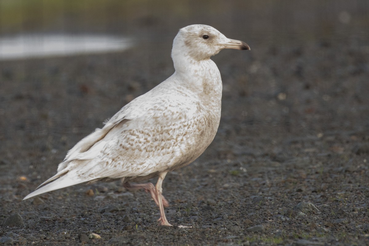 Glaucous Gull - ML134128471