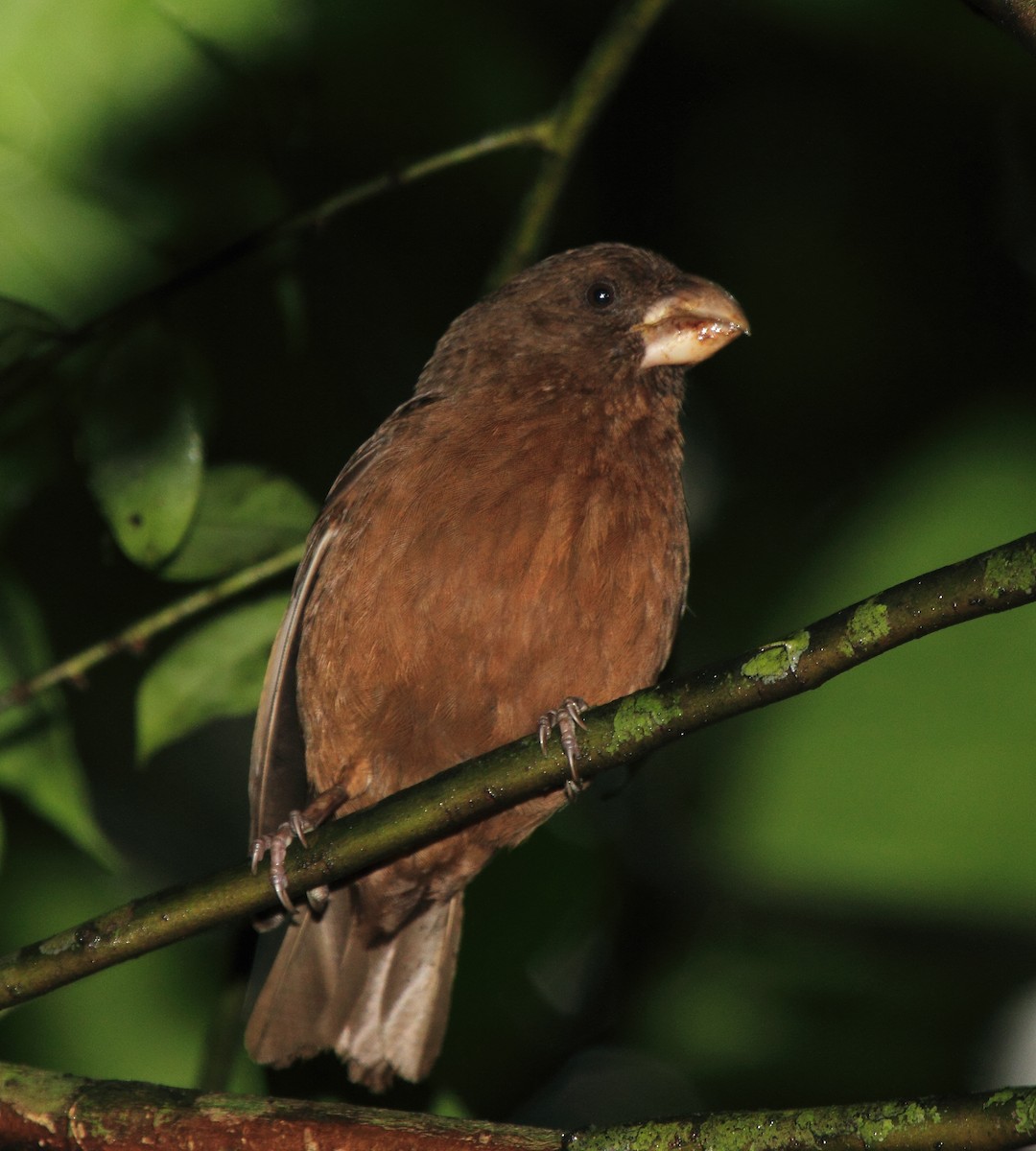 Sao Tome Grosbeak - Fabio Olmos