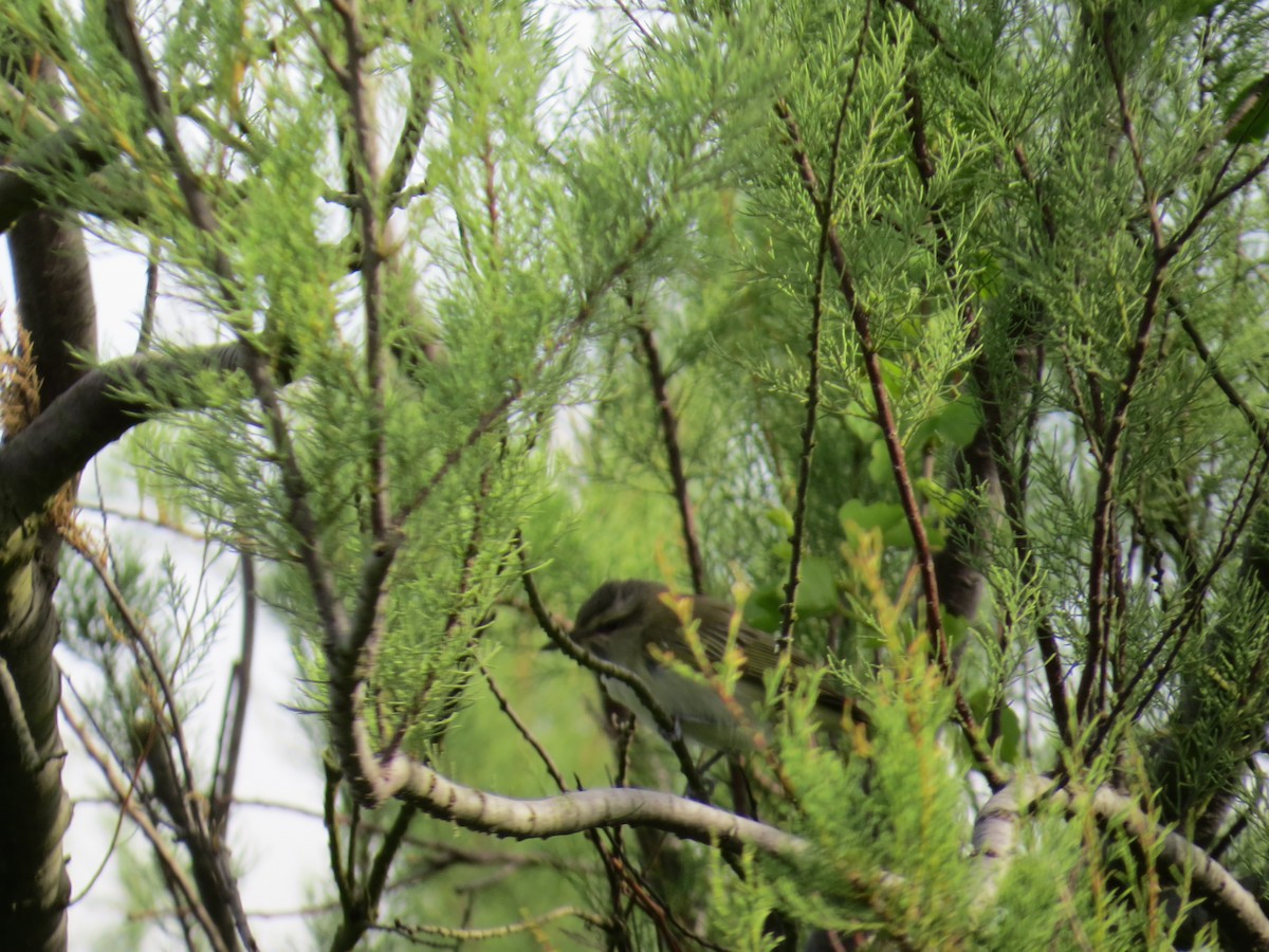 Black-whiskered Vireo - ML134129861