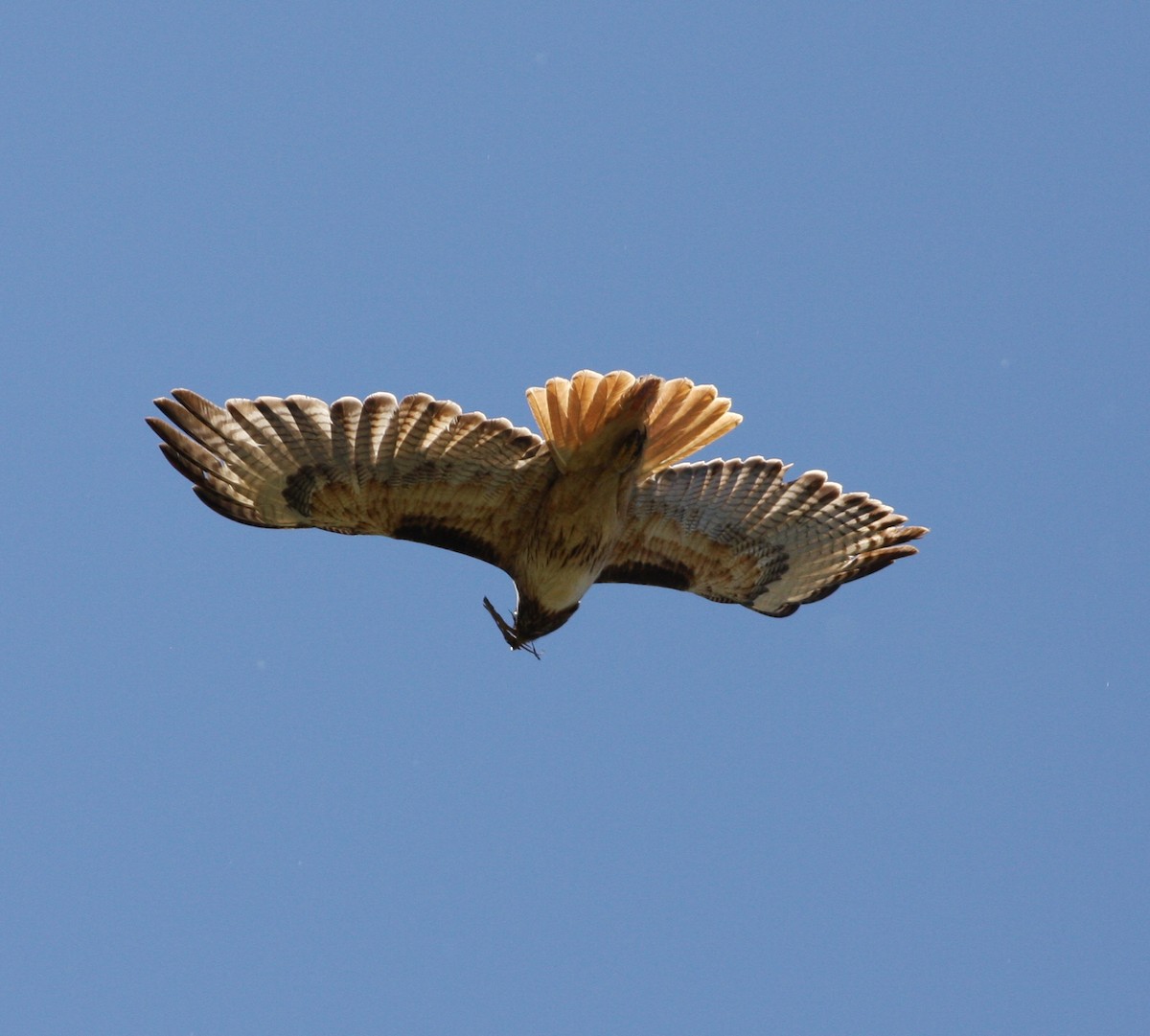 rødstjertvåk - ML134130981