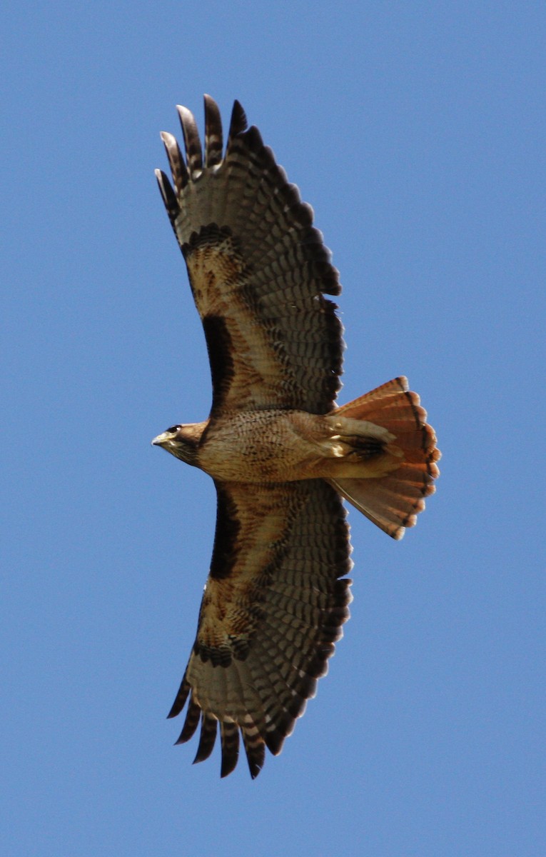 rødstjertvåk - ML134131651