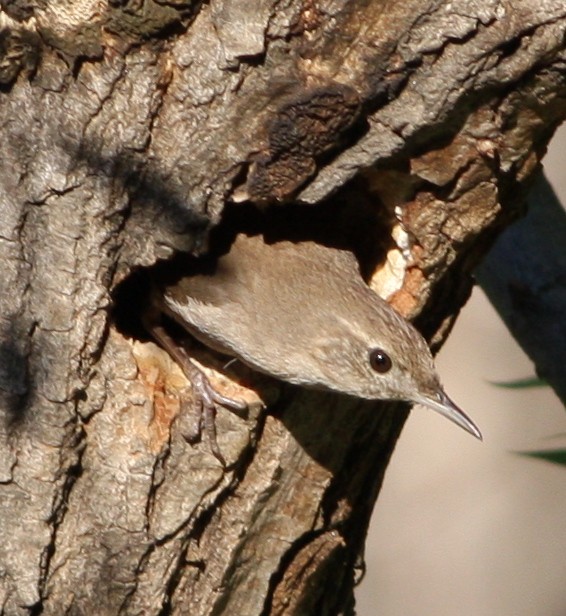 House Wren - ML134131861