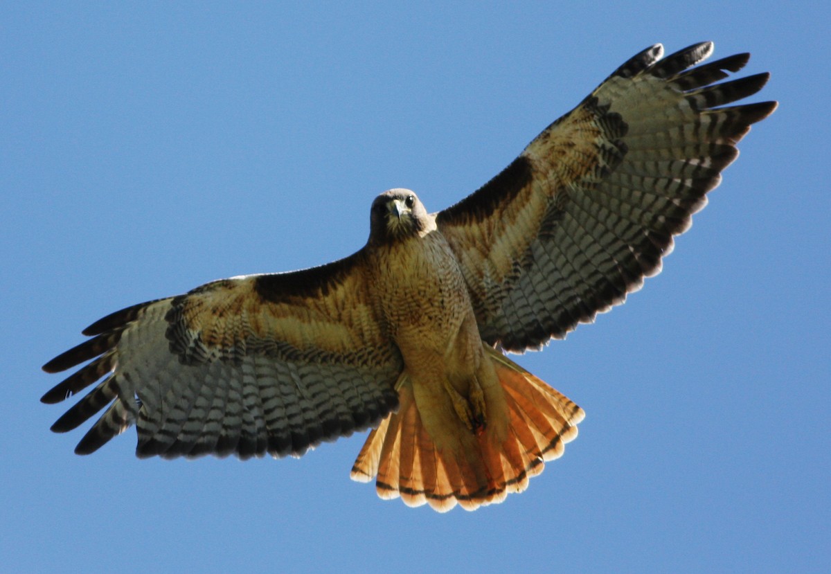 Red-tailed Hawk - ML134133011