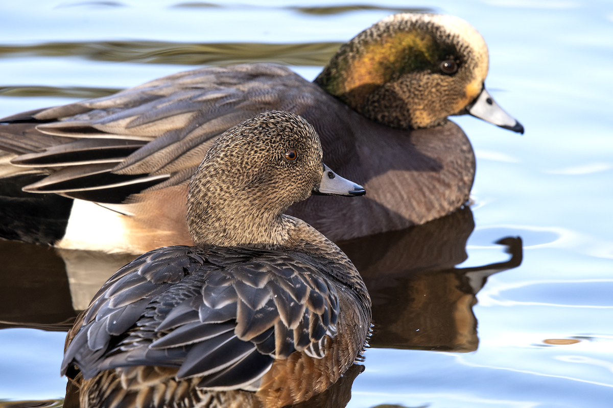 American Wigeon - David Badke
