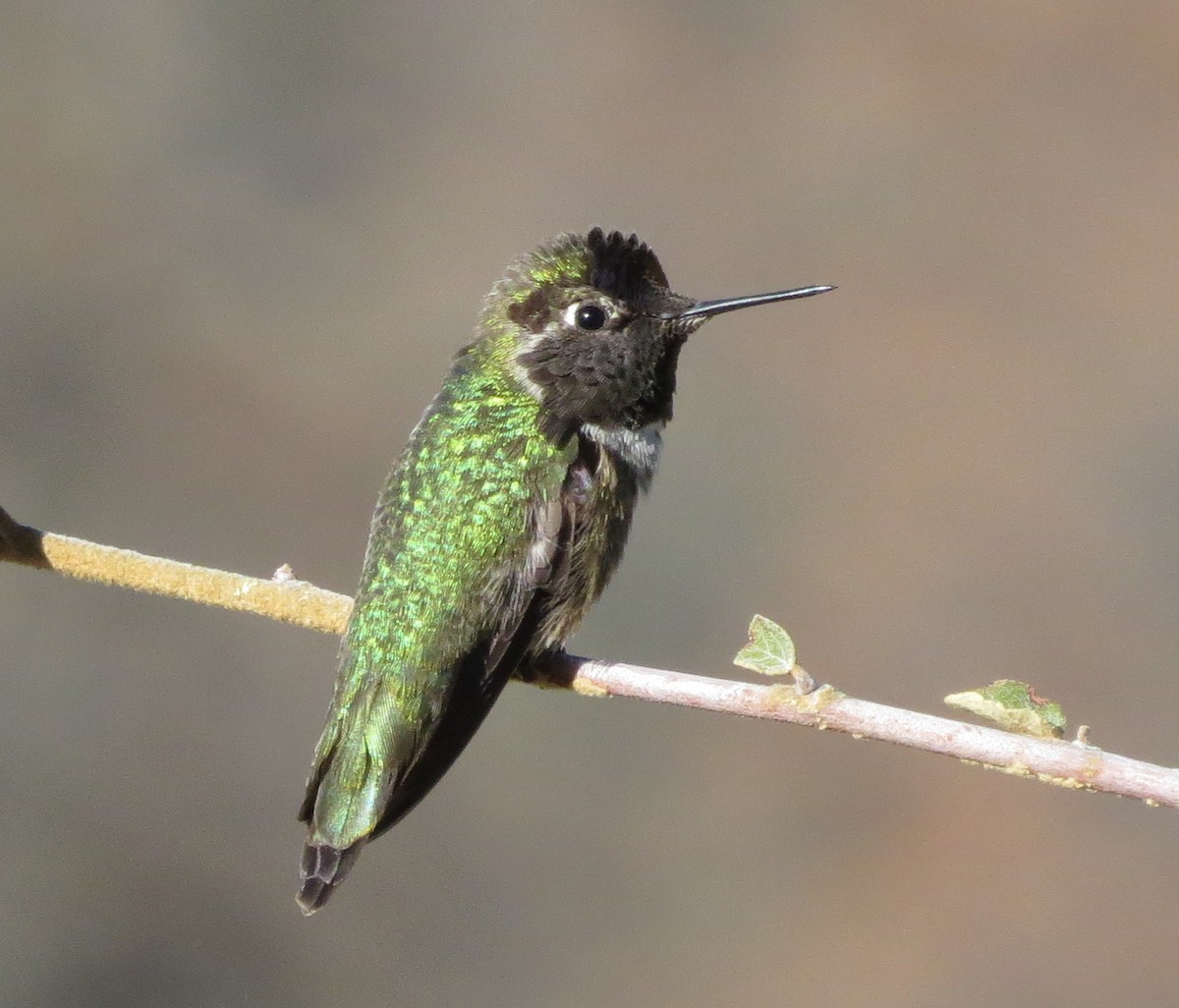 Anna's Hummingbird - ML134133081