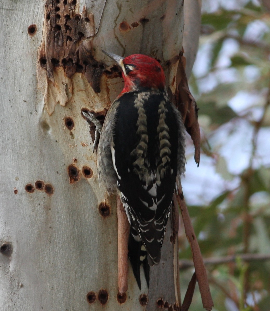 Red-breasted Sapsucker - ML134133251