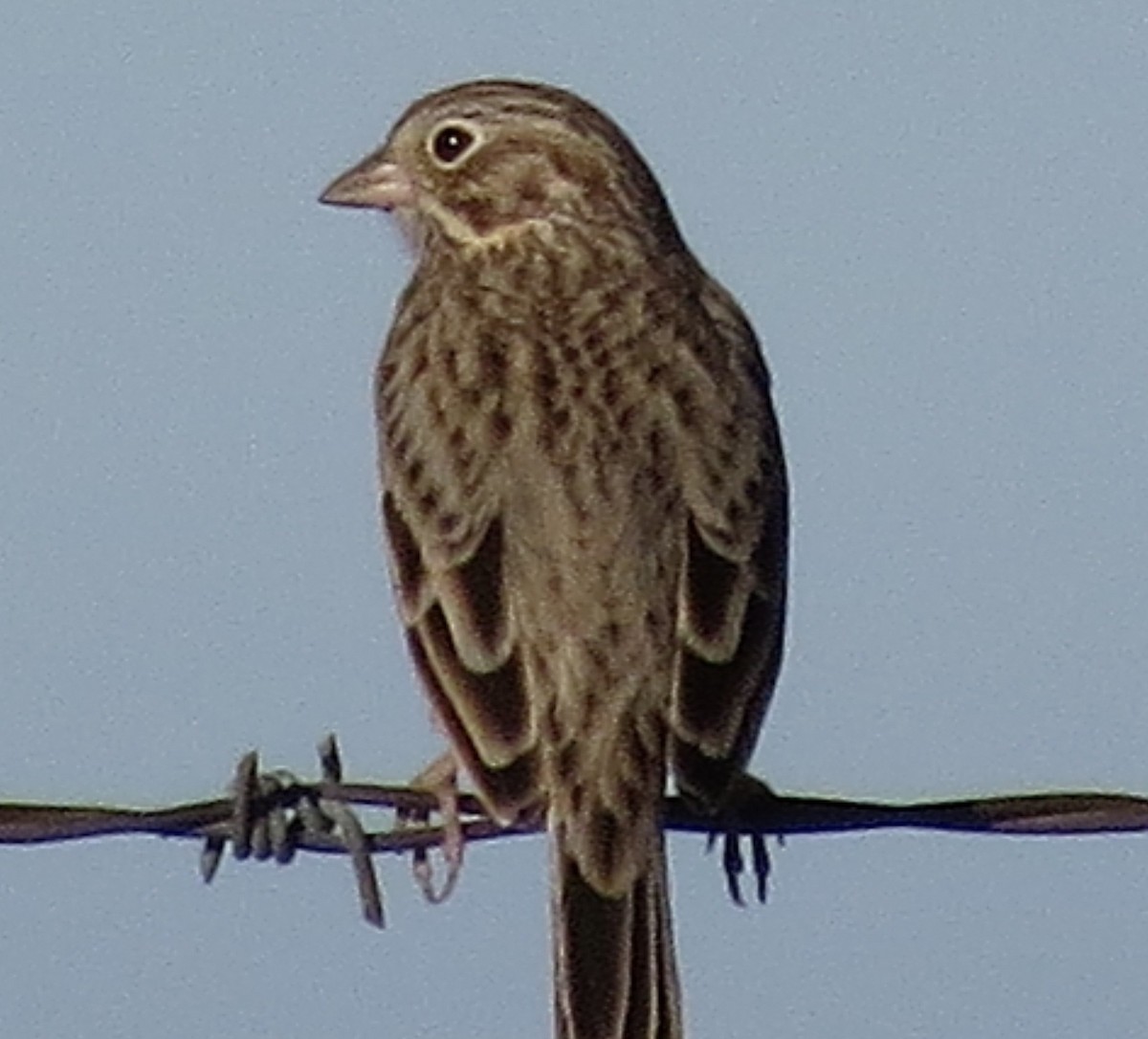 Vesper Sparrow - ML134133291