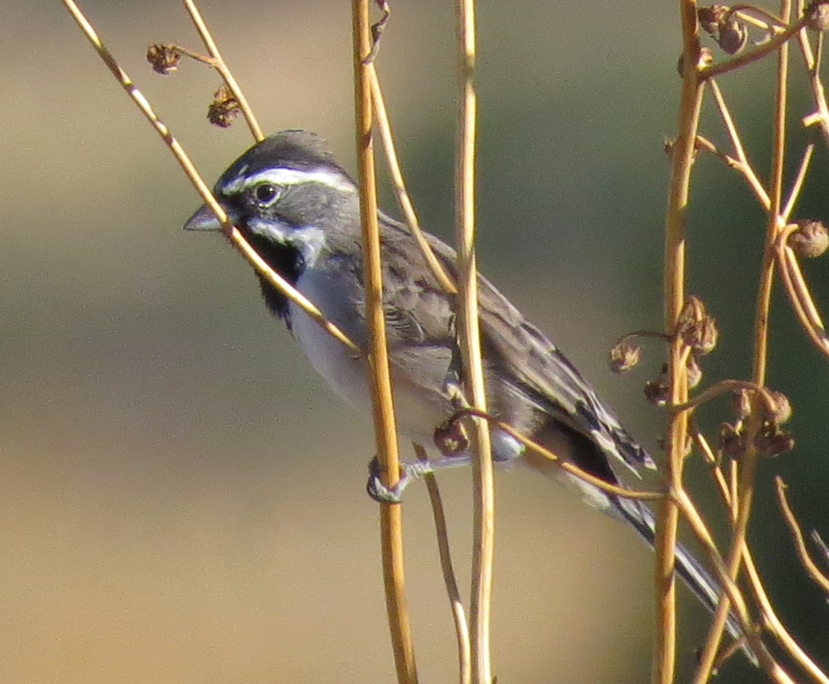 Black-throated Sparrow - ML134133301