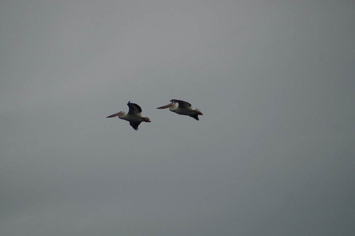 Nashornpelikan - ML134133411