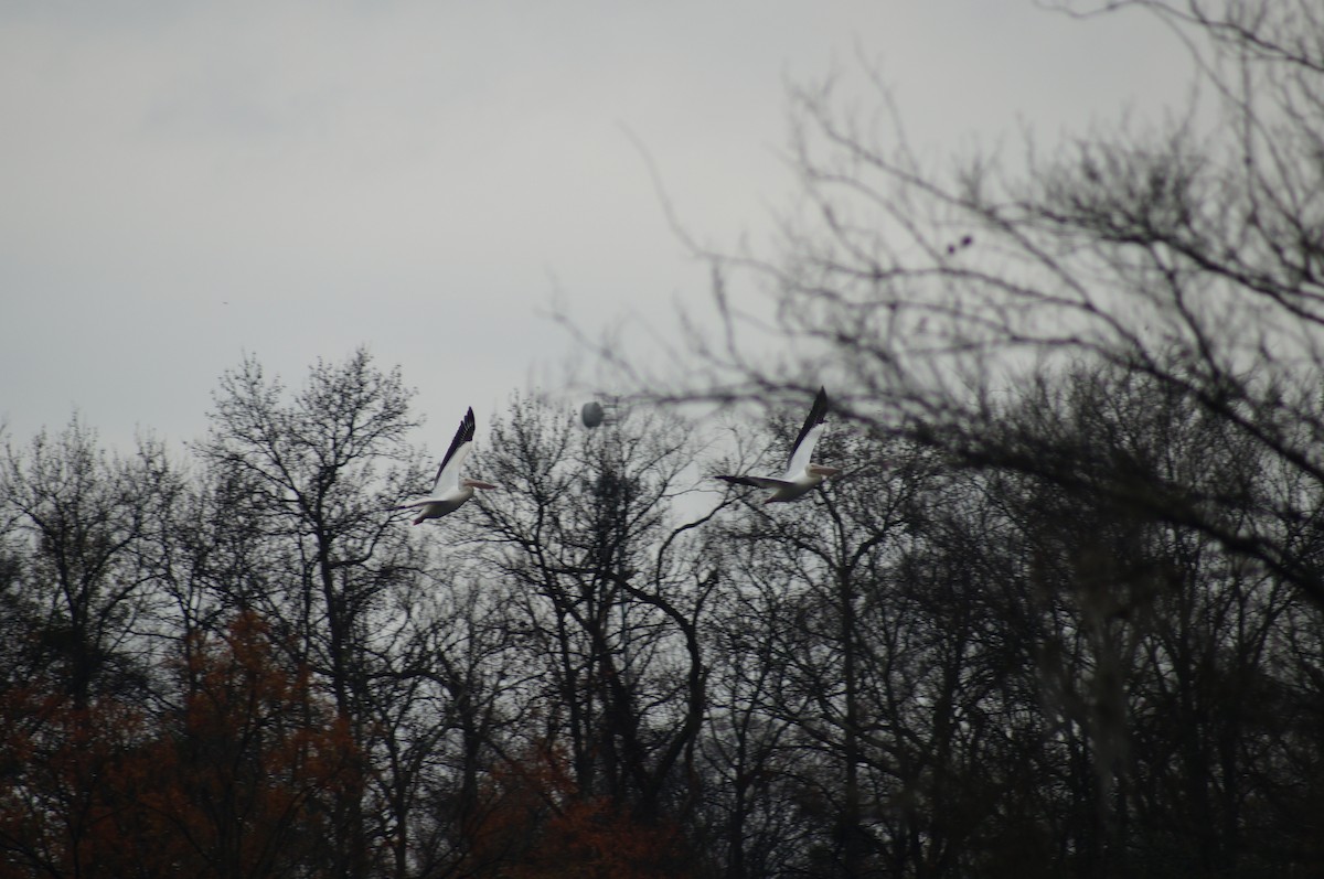 Nashornpelikan - ML134133441