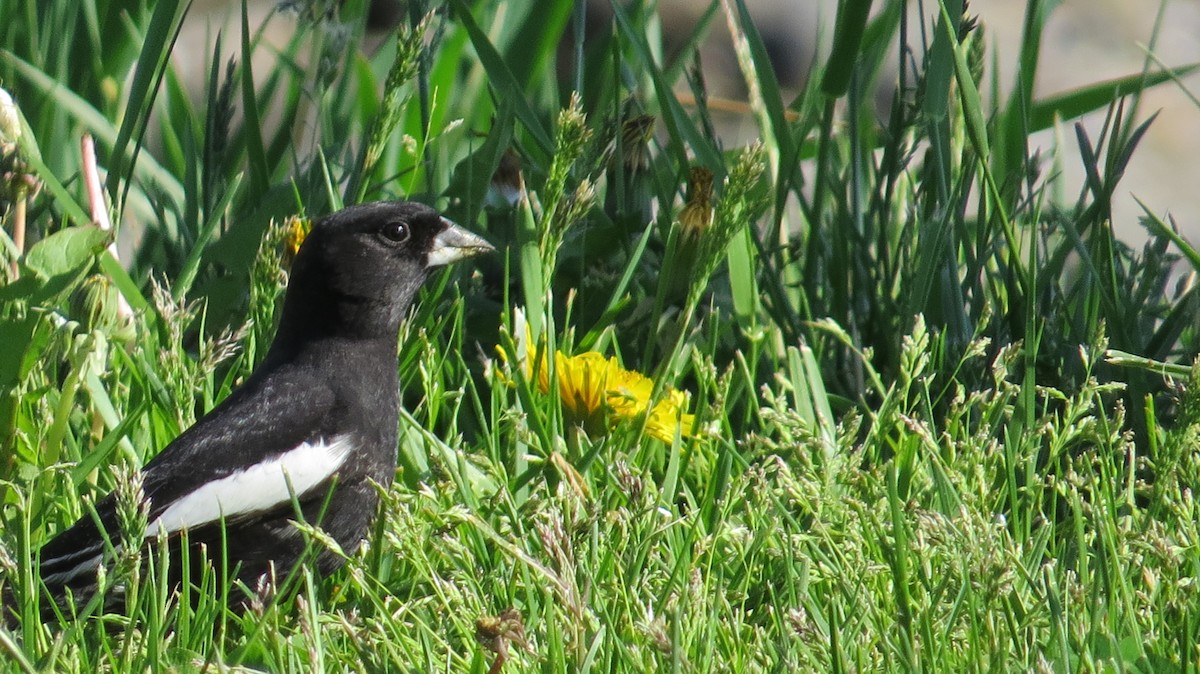 Lark Bunting - ML134133521