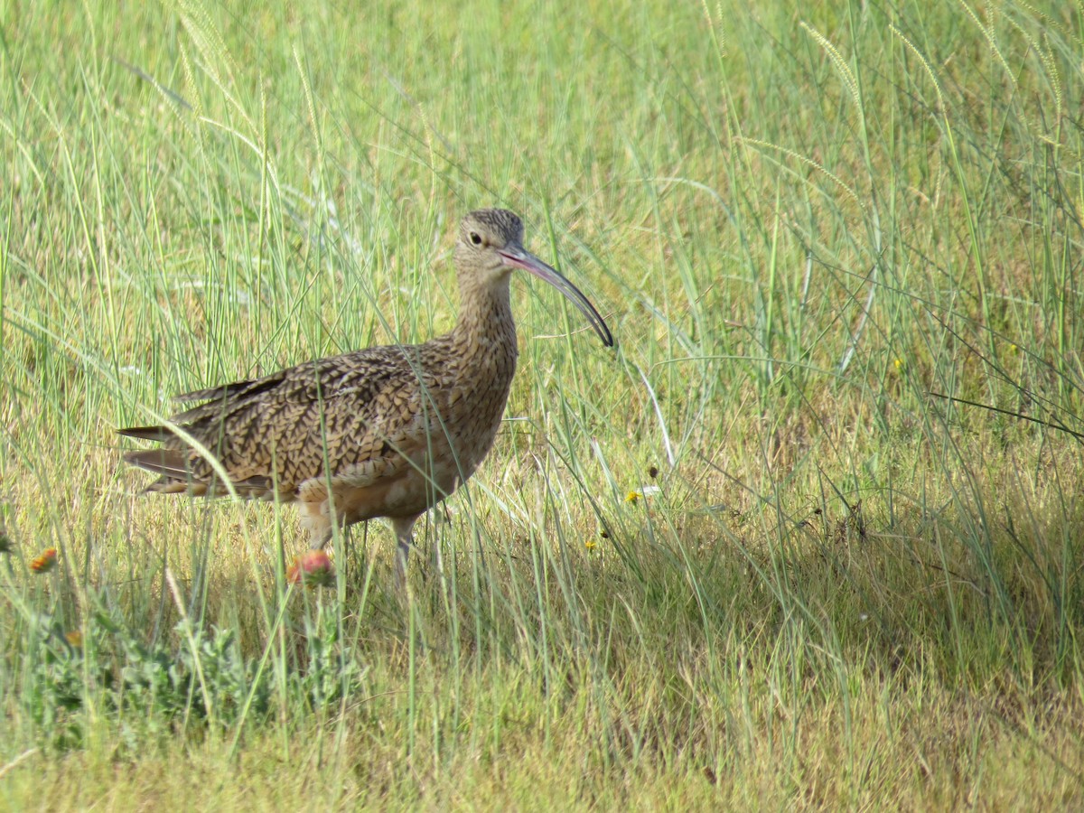 Long-billed Curlew - ML134133871