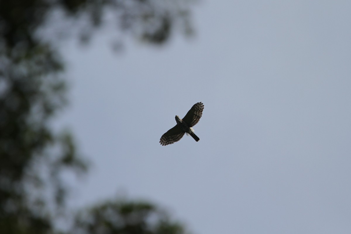 Crested Goshawk - ML134134521