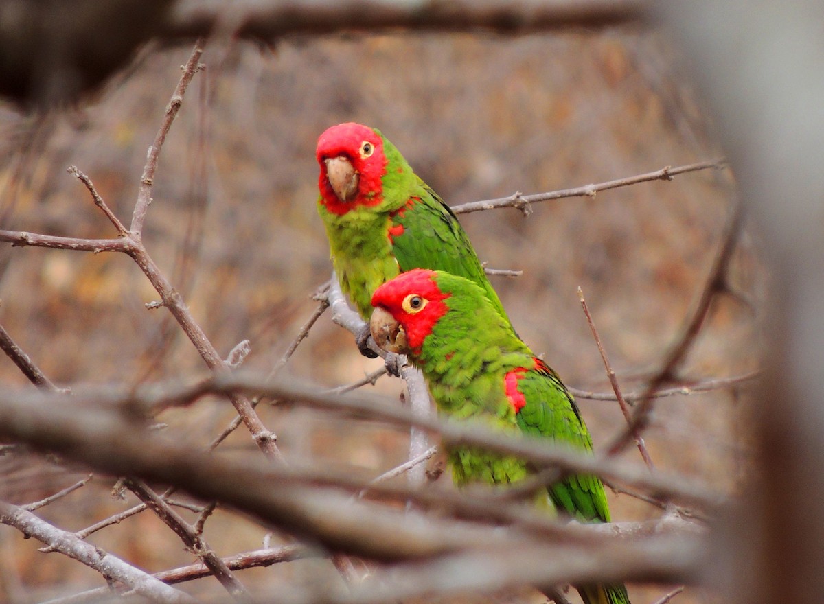 aratinga červenolící - ML134134581