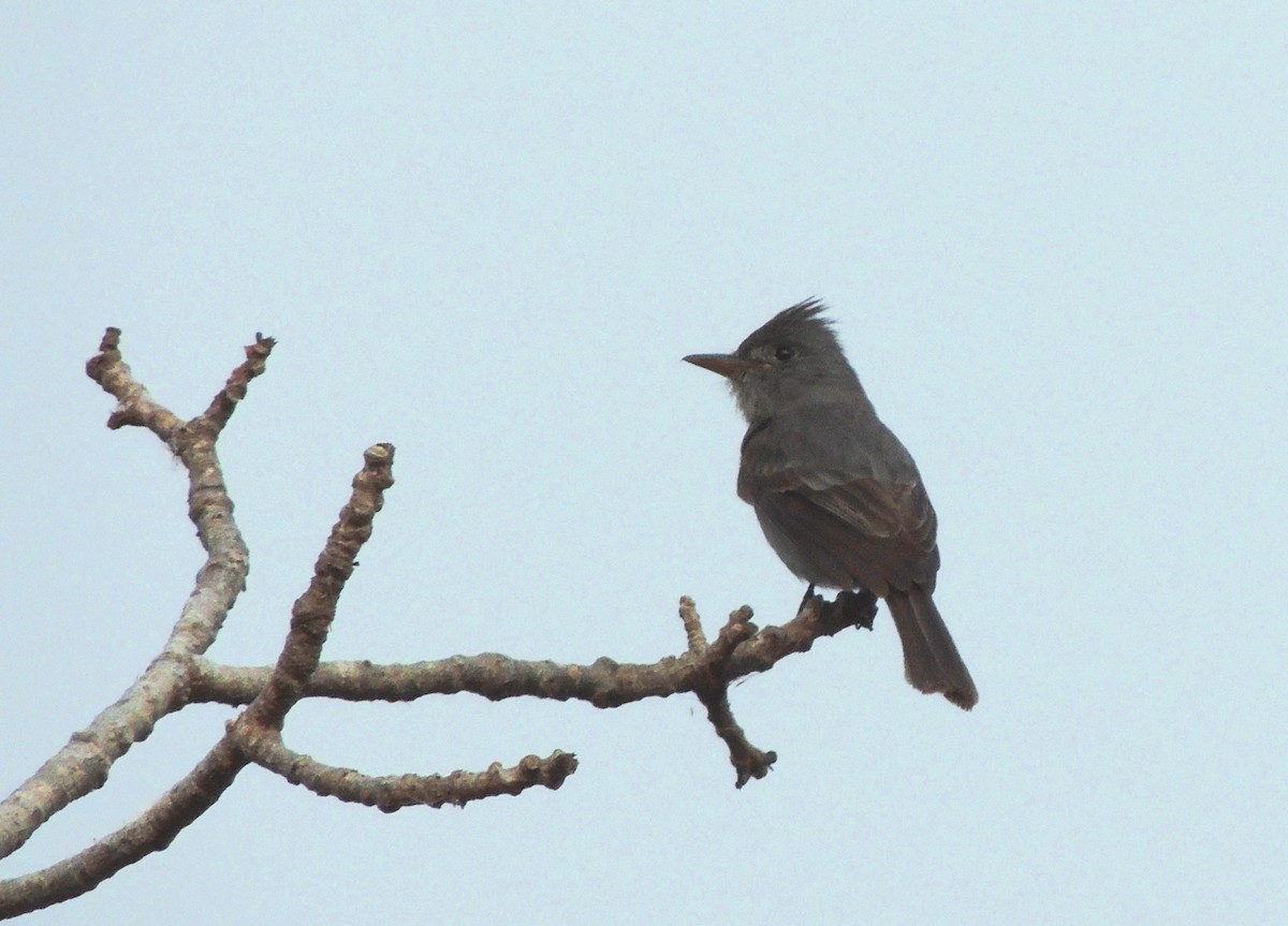 Smoke-colored Pewee - ML134135321