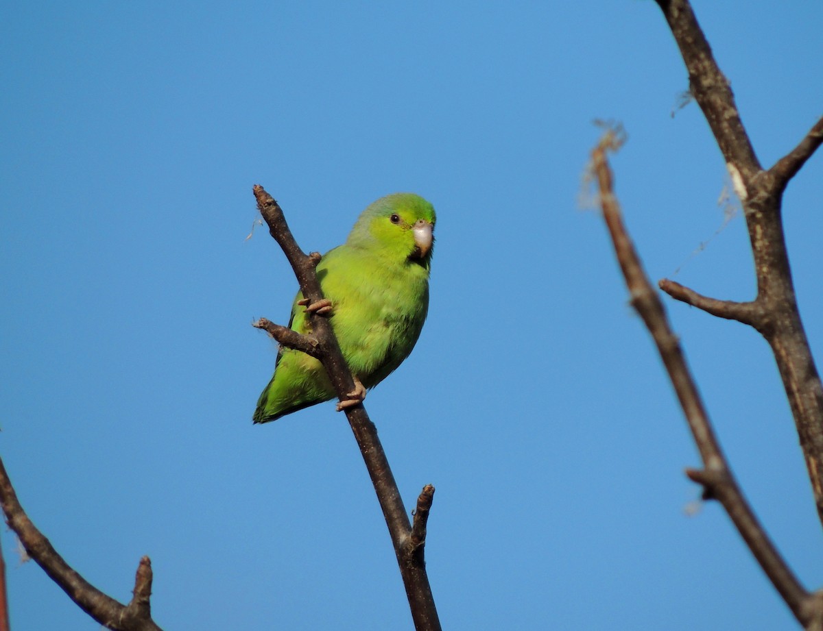 Pacific Parrotlet - Jorge Tiravanti