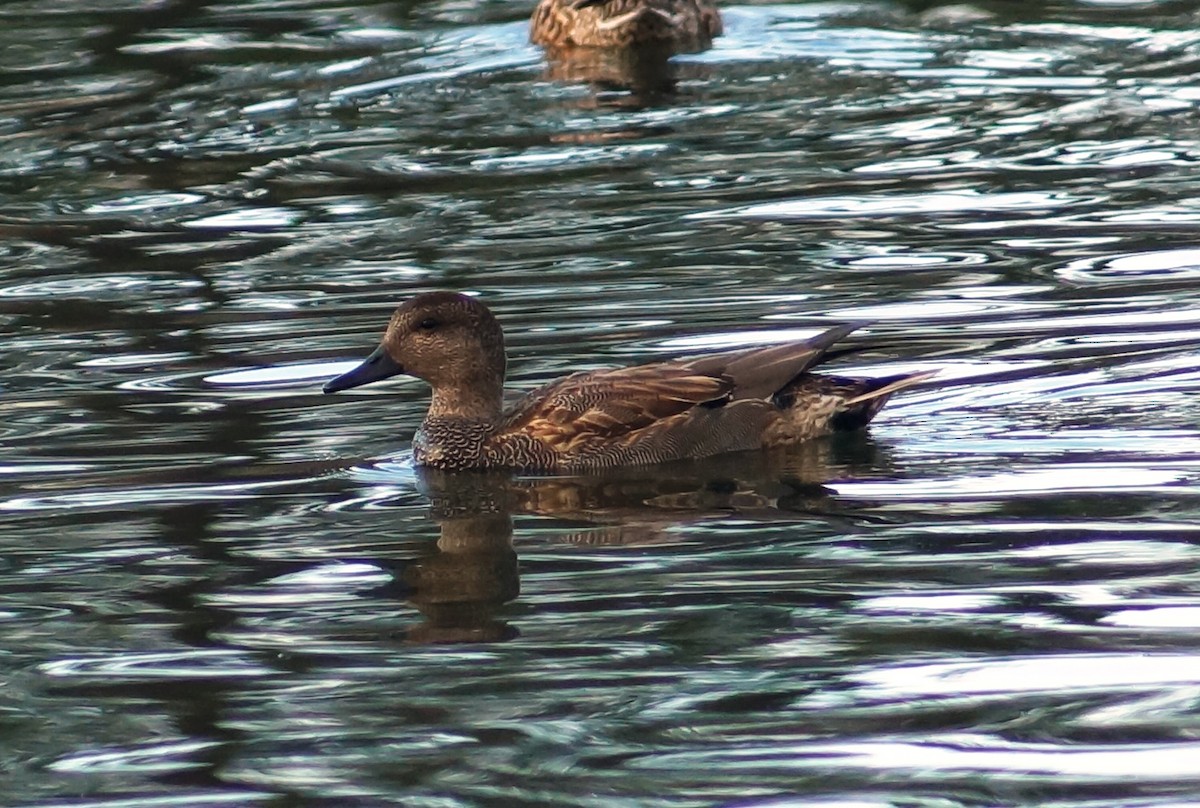 Gadwall - ML134135791