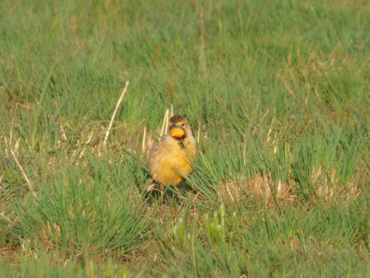 Orange-throated Longclaw - ML134135841