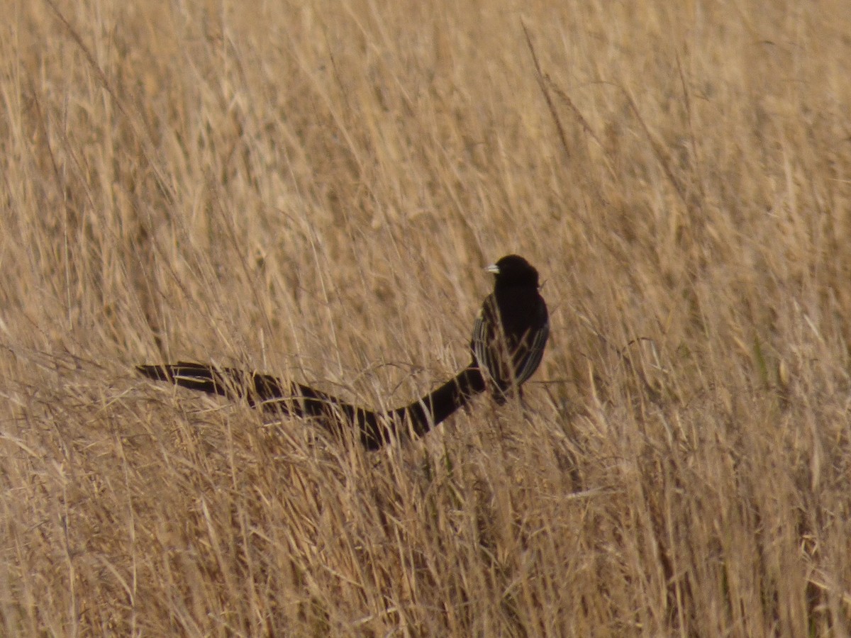 Long-tailed Widowbird - ML134135951