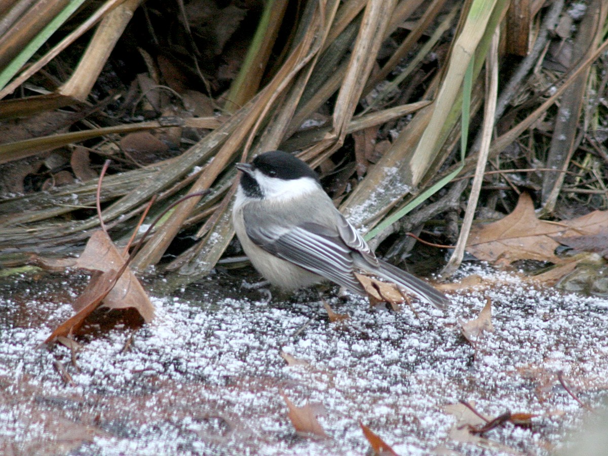 Black-capped Chickadee - ML134136011